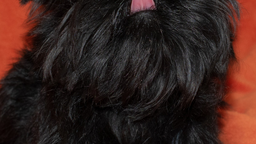 redkie-shhenki-affenpincera-iz-pitomnika-big-1
