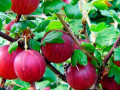 sadzanci-agrusu-legendarnii-small-0