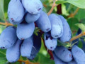 sadzanci-zimolosti-boreal-bist-small-0