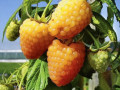 sadzanci-malini-pomaranceve-cudo-small-0