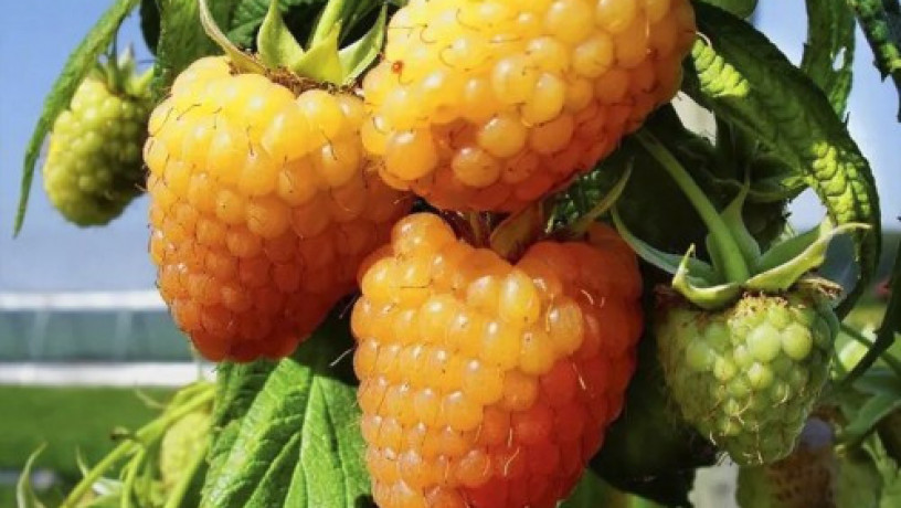 sadzanci-malini-pomaranceve-cudo-big-0