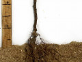 sadzanci-malinovogo-dereva-krepis-2-ricnii-small-2