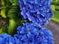 sadzanci-gortenziyi-nikko-blue-small-0