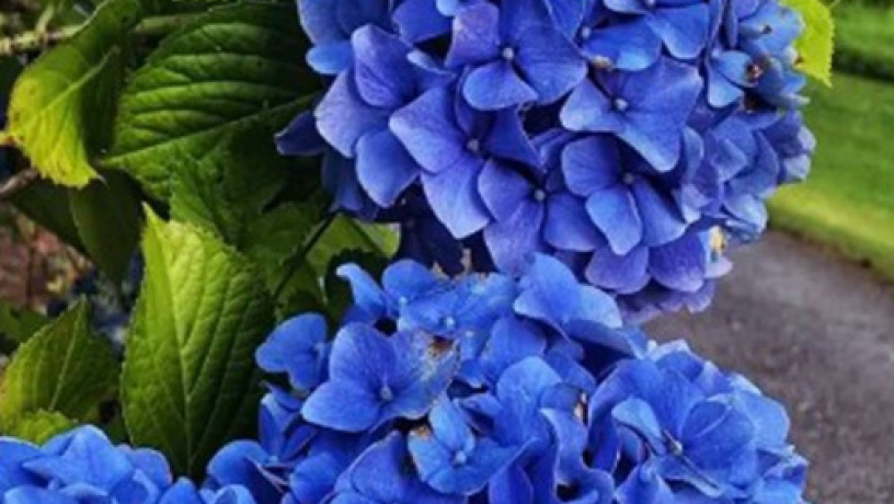 sadzanci-gortenziyi-nikko-blue-big-0