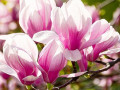 sadzanci-magnoliyi-red-lucky-small-0