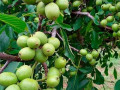 sadzanci-greckogo-gorixa-altai-1-ricnii-small-0