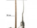 sadzanci-greckogo-gorixa-altai-1-ricnii-small-1
