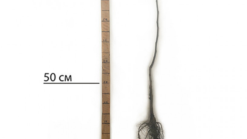 sadzanci-greckogo-gorixa-altai-1-ricnii-big-1