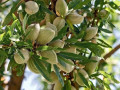 sadzanci-migdaliu-aian-2-ricnii-small-0