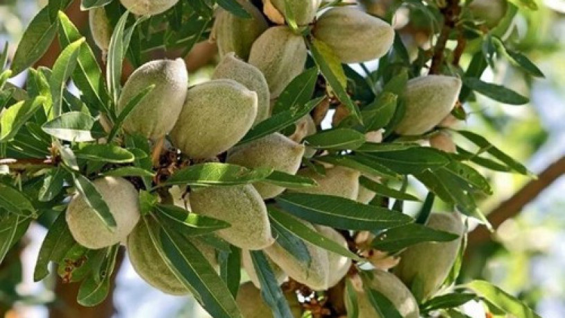 sadzanci-migdaliu-aian-2-ricnii-big-0