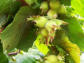 sadzanci-funduka-borovskii-siianec-2-ricnii-small-0