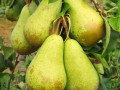 sadzanci-grusi-konferenciia-1-ricnii-small-0