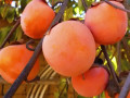sadzanci-xurmi-gora-goverla-1-ricnii-small-0