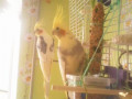 popugai-small-0