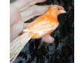 kanarki-small-1