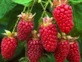 sadzanci-malini-primara-small-0