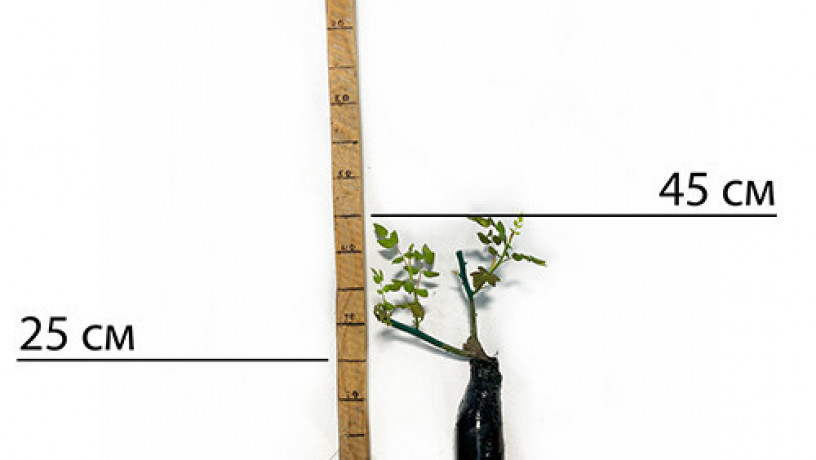 sadzanci-angliiskix-pionopodibnix-troiand-katalina-big-1